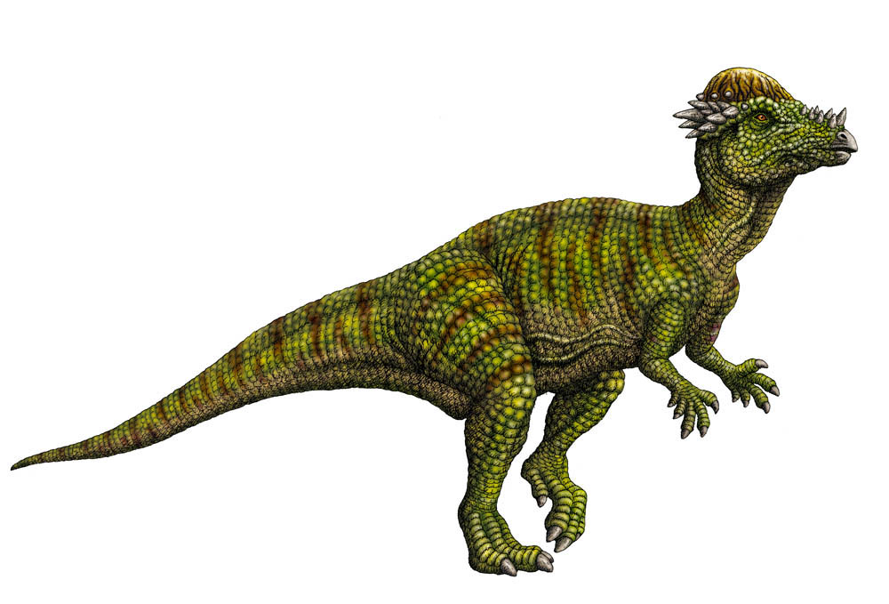 Pachycephalosaurus